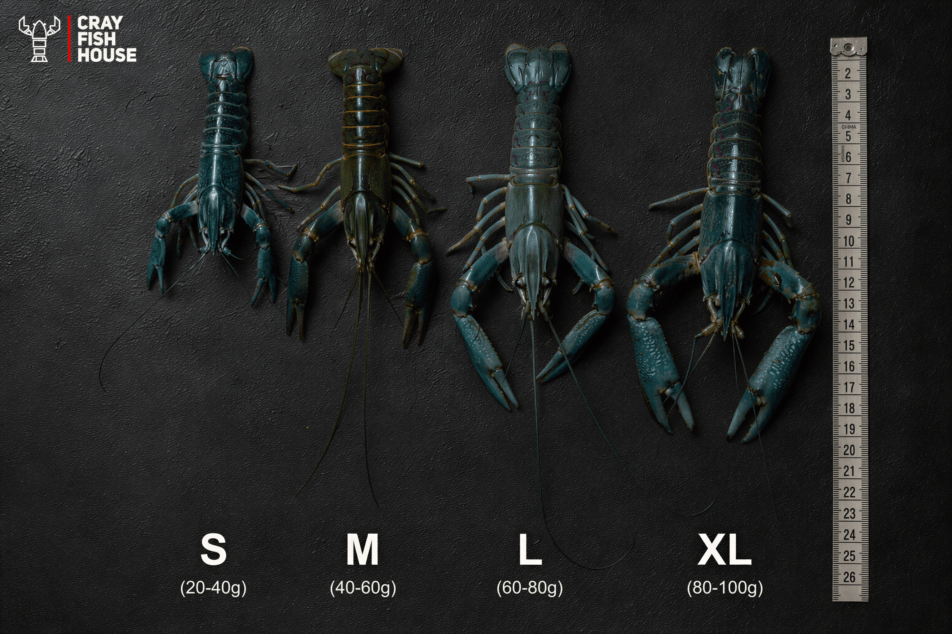 All four crayfish sizes compared side by side, with ruler for scale